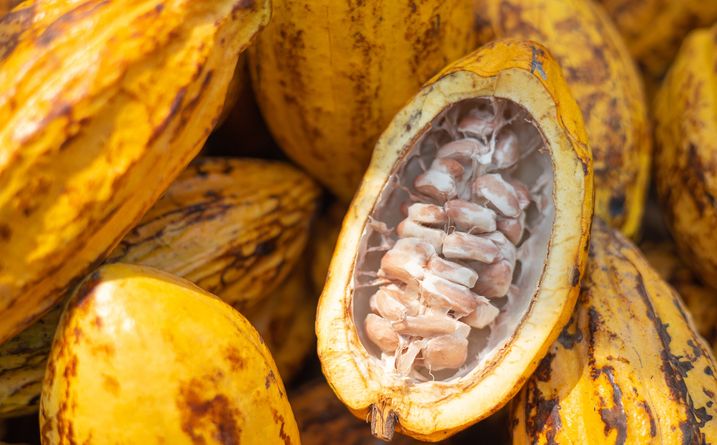 The fruit of commitment - Nessentis